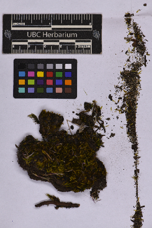  (Campylopus subulatus - UBC-B-B262168)  @11 [ ] (by-nc) (2025) Unspecified University of British Columbia Herbarium