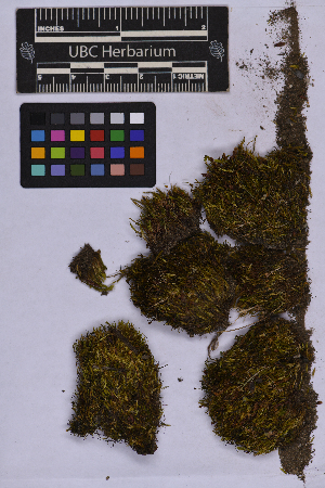  ( - UBC-B-B262169)  @11 [ ] (by-nc) (2025) Unspecified University of British Columbia Herbarium