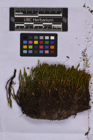  ( - UBC-B-B262173)  @11 [ ] (by-nc) (2025) Unspecified University of British Columbia Herbarium