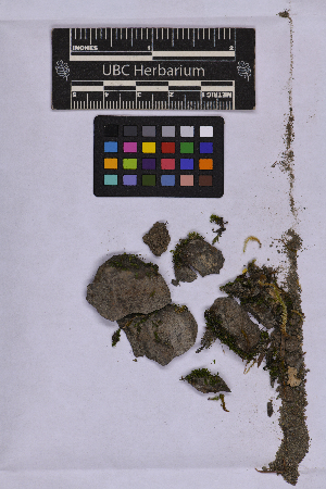  ( - UBC-B-B262174)  @11 [ ] (by-nc) (2025) Unspecified University of British Columbia Herbarium