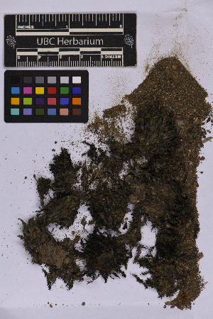  ( - UBC-B-B262175)  @11 [ ] (by-nc) (2025) Unspecified University of British Columbia Herbarium