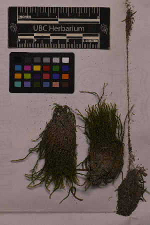  ( - UBC-B-B27217)  @11 [ ] (by-nc) (2025) Unspecified University of British Columbia Herbarium