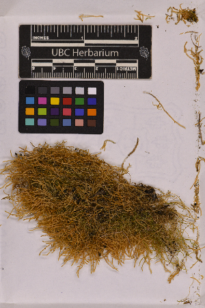  (Scleropodium californicum - UBC-B-B32806)  @11 [ ] (by-nc) (2025) Unspecified University of British Columbia Herbarium
