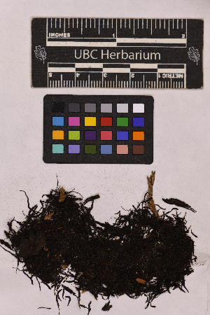  ( - UBC-B-B36432)  @11 [ ] (by-nc) (2025) Unspecified University of British Columbia Herbarium