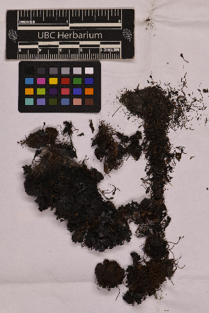  ( - UBC-B-B36640)  @11 [ ] (by-nc) (2025) Unspecified University of British Columbia Herbarium