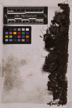  ( - UBC-B-B36644)  @11 [ ] (by-nc) (2025) Unspecified University of British Columbia Herbarium