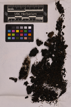  ( - UBC-B-B36647)  @11 [ ] (by-nc) (2025) Unspecified University of British Columbia Herbarium