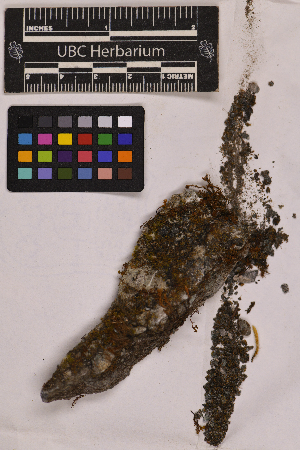  (Seligeria acutifolia - UBC-B-B44831)  @11 [ ] (by-nc) (2025) Unspecified University of British Columbia Herbarium