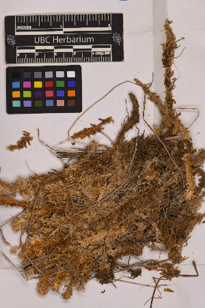  ( - UBC-B-B55280)  @11 [ ] (by-nc) (2025) Unspecified University of British Columbia Herbarium