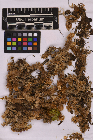  ( - UBC-B-B70056)  @11 [ ] (by-nc) (2025) Unspecified University of British Columbia Herbarium