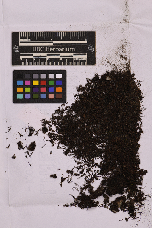  ( - UBC-B-B99292)  @11 [ ] (by-nc) (2025) Unspecified University of British Columbia Herbarium