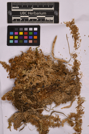  ( - UBC-B-B99440)  @11 [ ] (by-nc) (2025) Unspecified University of British Columbia Herbarium