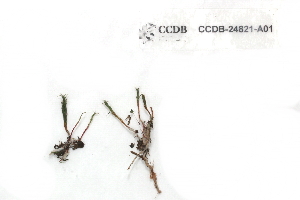  ( - CCDB-24821-A01)  @11 [ ] CreativeCommons - Attribution (2015) CBG Photography Group Centre for Biodiversity Genomics