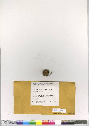  (Dicranella subulata - CCDB-28007-C09)  @11 [ ] CreativeCommons - Attribution (2016) Canadian Museum of Nature Canadian Museum of Nature