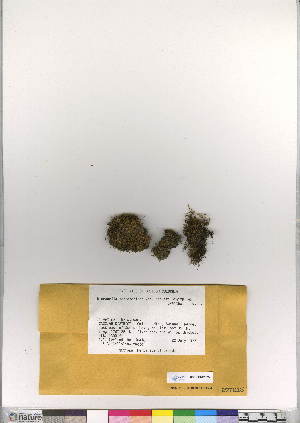  (Dicranella schreberiana var robusta - CCDB-28007-F09)  @11 [ ] CreativeCommons - Attribution (2016) Canadian Museum of Nature Canadian Museum of Nature