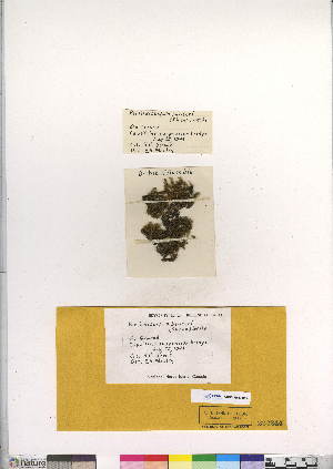  (Paraleucobryum longifolium var sauteri - CCDB-28009-C03)  @11 [ ] CreativeCommons - Attribution (2016) Canadian Museum of Nature Canadian Museum of Nature