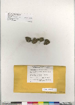  (Pterygoneurum kozlovii - CCDB-28012-B09)  @11 [ ] CreativeCommons - Attribution (2016) Canadian Museum of Nature Canadian Museum of Nature