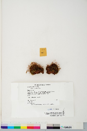  (Tetraphis pellucida - CCDB-28015-H09)  @11 [ ] CreativeCommons - Attribution (2016) Canadian Museum of Nature Canadian Museum of Nature