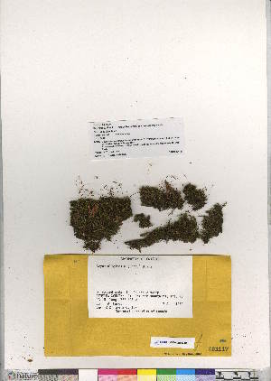  (Ptychostomum cernuum - CCDB-28047-C01)  @11 [ ] CreativeCommons - Attribution (2016) Canadian Museum of Nature Canadian Museum of Nature