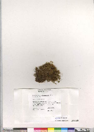  (Rhizomnium magnifolium - CCDB-28047-C11)  @11 [ ] CreativeCommons - Attribution (2016) Canadian Museum of Nature Canadian Museum of Nature