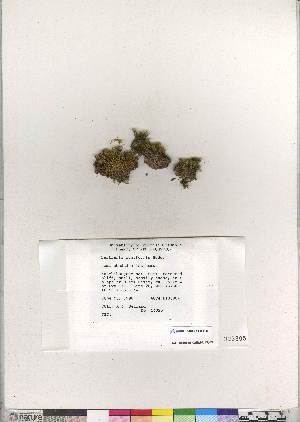  (Bartramia pomiformis - CCDB-28048-E08)  @11 [ ] CreativeCommons - Attribution (2016) Canadian Museum of Nature Canadian Museum of Nature
