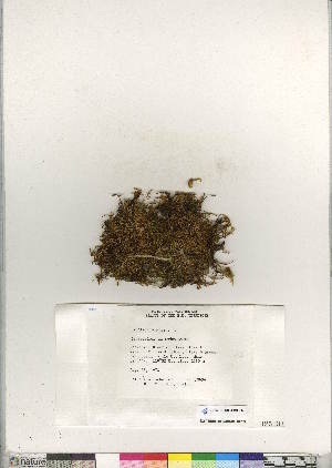  (Cinclidium stygium - CCDB-28048-G03)  @11 [ ] CreativeCommons - Attribution (2016) Canadian Museum of Nature Canadian Museum of Nature