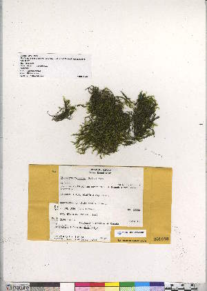  (Dichelyma uncinatum - CCDB-28049-C12)  @11 [ ] CreativeCommons - Attribution (2016) Canadian Museum of Nature Canadian Museum of Nature