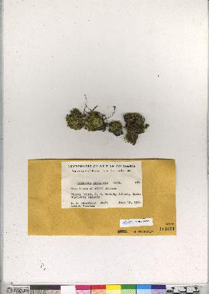  (Hookeria acutifolia - CCDB-28050-B08)  @11 [ ] CreativeCommons - Attribution (2016) Canadian Museum of Nature Canadian Museum of Nature
