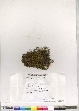  (Claopodium crispifolium - CCDB-28051-E08)  @11 [ ] CreativeCommons - Attribution (2016) Canadian Museum of Nature Canadian Museum of Nature