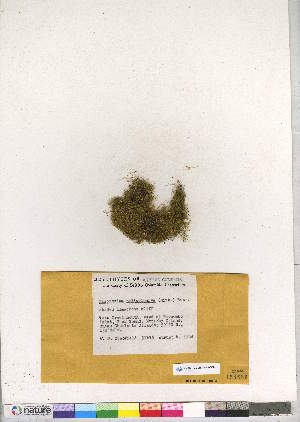  (Claopodium pellucinerve - CCDB-28051-G08)  @11 [ ] CreativeCommons - Attribution (2016) Canadian Museum of Nature Canadian Museum of Nature