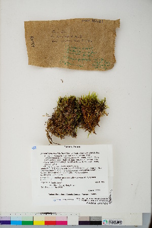  (Tomentypnum falcifolium - CCDB-28094-E08)  @11 [ ] CreativeCommons - Attribution (2016) Canadian Museum of Nature Canadian Museum of Nature