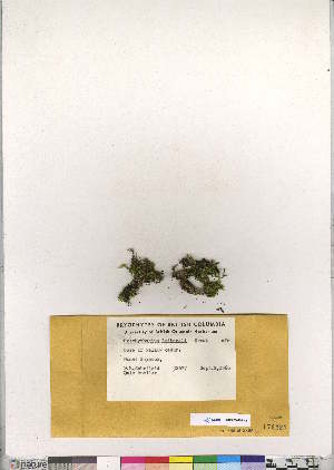  (Brachytheciastrum - CCDB-28095-D02)  @11 [ ] CreativeCommons - Attribution (2016) Canadian Museum of Nature Canadian Museum of Nature