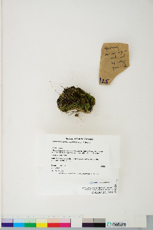  (Pogonatum pensilvanicum - CCDB-28097-B12)  @11 [ ] CreativeCommons - Attribution (2016) Canadian Museum of Nature Canadian Museum of Nature