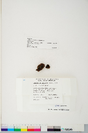  (Diphyscium foliosum - CCDB-28097-D09)  @11 [ ] CreativeCommons - Attribution (2016) Canadian Museum of Nature Canadian Museum of Nature