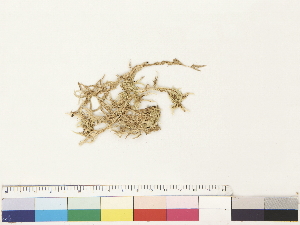  ( - CCDB-33278-A04)  @11 [ ] CreativeCommons - Attribution (2018) CBG Photography Group Centre for Biodiversity Genomics