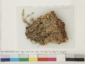  ( - CCDB-33278-A10)  @11 [ ] CreativeCommons - Attribution (2018) CBG Photography Group Centre for Biodiversity Genomics