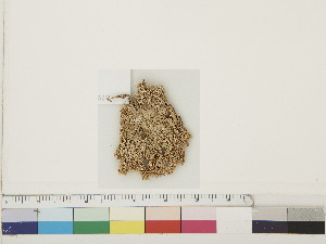  ( - CCDB-33278-A11)  @11 [ ] CreativeCommons - Attribution (2018) CBG Photography Group Centre for Biodiversity Genomics
