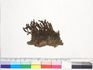  ( - CCDB-33278-B03)  @11 [ ] CreativeCommons - Attribution (2018) CBG Photography Group Centre for Biodiversity Genomics