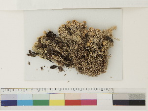  ( - CCDB-33278-B08)  @11 [ ] CreativeCommons - Attribution (2018) CBG Photography Group Centre for Biodiversity Genomics