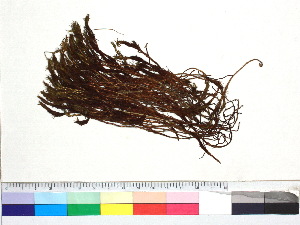  ( - CCDB-33278-C03)  @11 [ ] CreativeCommons - Attribution (2018) CBG Photography Group Centre for Biodiversity Genomics