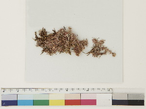  ( - CCDB-33278-C08)  @11 [ ] CreativeCommons - Attribution (2018) CBG Photography Group Centre for Biodiversity Genomics