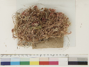  ( - CCDB-33278-C10)  @11 [ ] CreativeCommons - Attribution (2018) CBG Photography Group Centre for Biodiversity Genomics