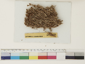  ( - CCDB-33278-C11)  @11 [ ] CreativeCommons - Attribution (2018) CBG Photography Group Centre for Biodiversity Genomics