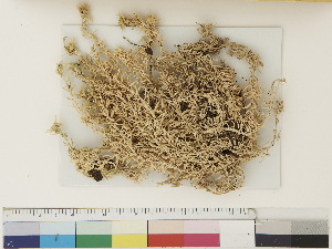  ( - CCDB-33278-C12)  @11 [ ] CreativeCommons - Attribution (2018) CBG Photography Group Centre for Biodiversity Genomics