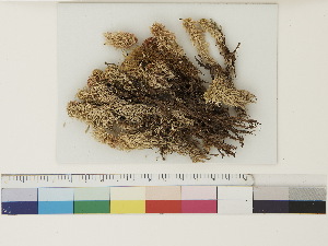  ( - CCDB-33278-D08)  @11 [ ] CreativeCommons - Attribution (2018) CBG Photography Group Centre for Biodiversity Genomics