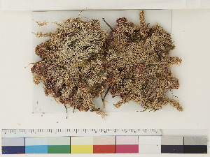 ( - CCDB-33278-D10)  @11 [ ] CreativeCommons - Attribution (2018) CBG Photography Group Centre for Biodiversity Genomics