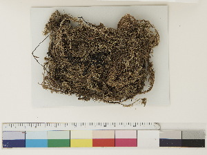  ( - CCDB-33278-D11)  @11 [ ] CreativeCommons - Attribution (2018) CBG Photography Group Centre for Biodiversity Genomics