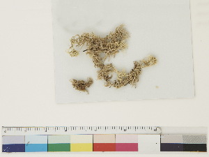  ( - CCDB-33278-D12)  @11 [ ] CreativeCommons - Attribution (2018) CBG Photography Group Centre for Biodiversity Genomics