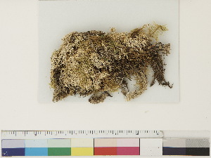  ( - CCDB-33278-E08)  @11 [ ] CreativeCommons - Attribution (2018) CBG Photography Group Centre for Biodiversity Genomics