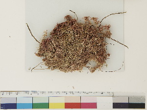  ( - CCDB-33278-E10)  @11 [ ] CreativeCommons - Attribution (2018) CBG Photography Group Centre for Biodiversity Genomics